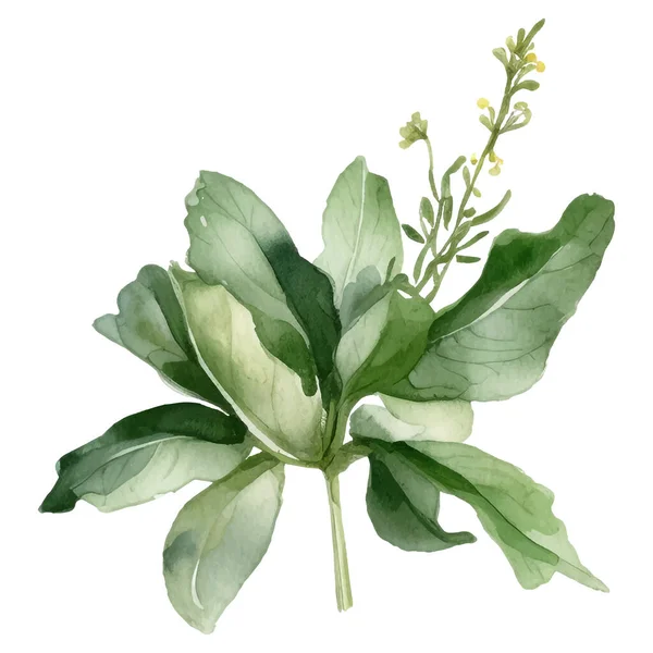 Aquarelle Collection Herbes Fraîches Illustration Herbes Cuisine Isolées — Image vectorielle