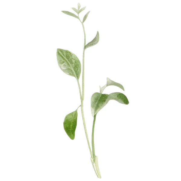 新鲜草本植物的水彩画 孤立的厨房草药插图 — 图库矢量图片