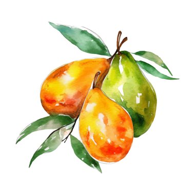 Suluboya Mango Çizimi. El yapımı taze gıda tasarımı elementi beyaz bir arkaplanda izole edilmiş..