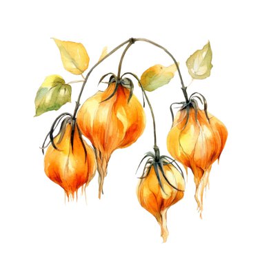 Suluboya Physalis Illustration. El yapımı taze gıda tasarımı elementi beyaz bir arkaplanda izole edilmiş..