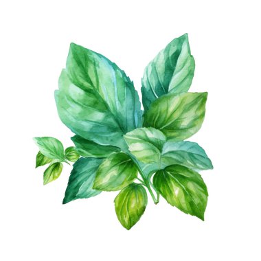Basil İllüstrasyon Suluboya. El yapımı taze gıda tasarımı elementi beyaz bir arkaplanda izole edilmiş..