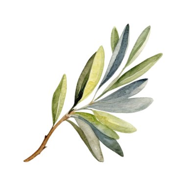 Suluboya Zeytin Çizimi. El yapımı taze gıda tasarımı elementi beyaz bir arkaplanda izole edilmiş..
