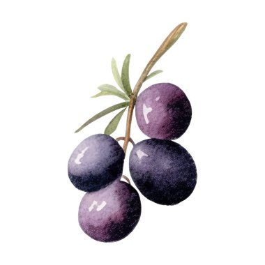 Suluboya Zeytin Çizimi. El yapımı taze gıda tasarımı elementi beyaz bir arkaplanda izole edilmiş..