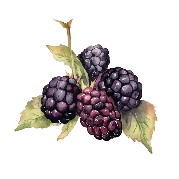 Acquerello Blackberry Illustrazione Elemento Design Fresco Disegnato Mano Isolato Sfondo — Vettoriale Stock