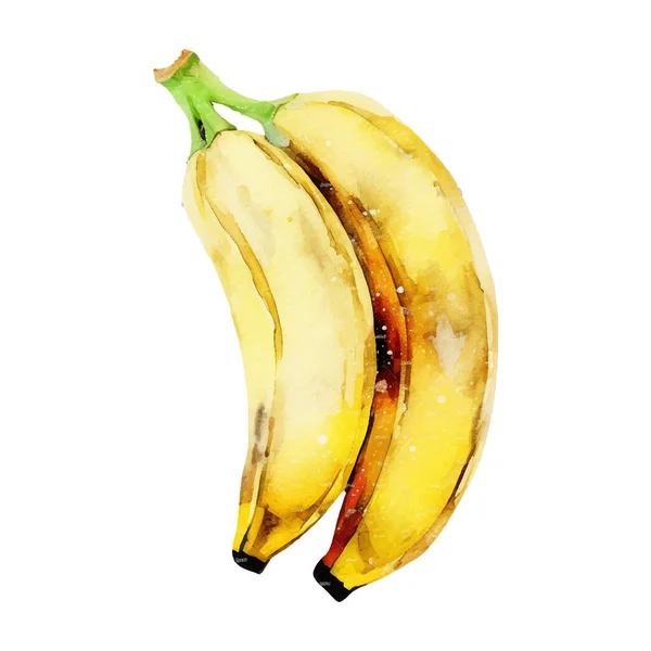 Aquarell Bananen Illustration Handgezeichnetes Designelement Für Frische Lebensmittel Isoliert Auf — Stockvektor