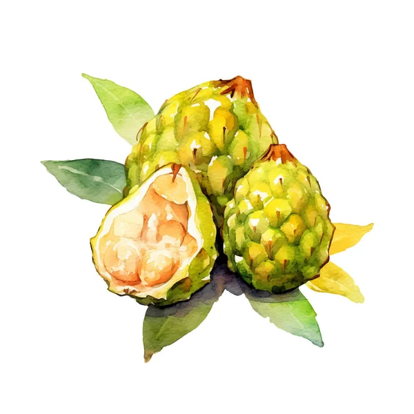 Akwarela Annona Fruit Illustration Ręcznie Rysowany Element Wzornictwa Świeżej Żywności — Wektor stockowy
