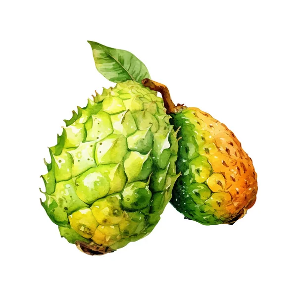 Aquarel Annona Fruit Illustratie Handgetekende Verse Levensmiddelen Design Element Geïsoleerd — Stockvector