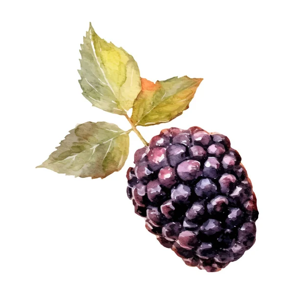 Akwarela Blackberry Ilustracja Ręcznie Rysowany Element Wzornictwa Świeżej Żywności Izolowany — Wektor stockowy