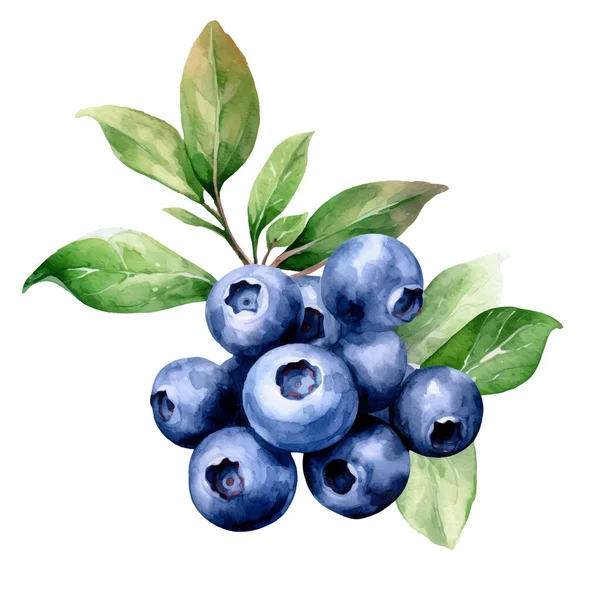 水彩画蓝莓图解 在白色背景下隔离的手绘新鲜食物设计元素 — 图库矢量图片