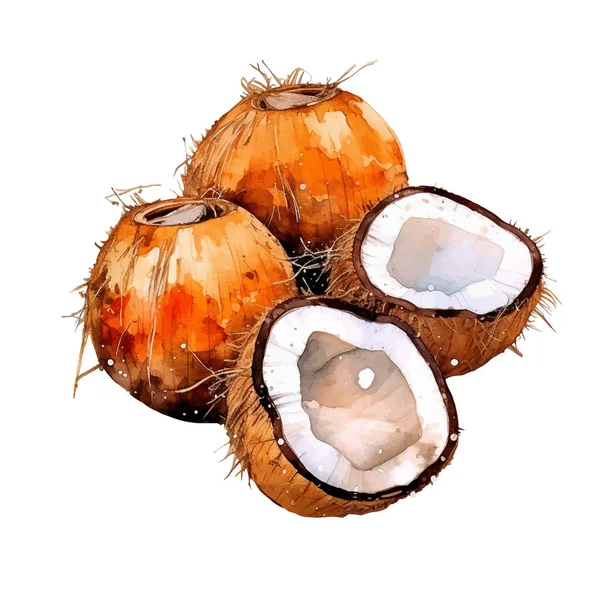 Akvarell Coconut Illustration Handritade Färska Livsmedel Designelement Isolerad Vit Bakgrund — Stock vektor