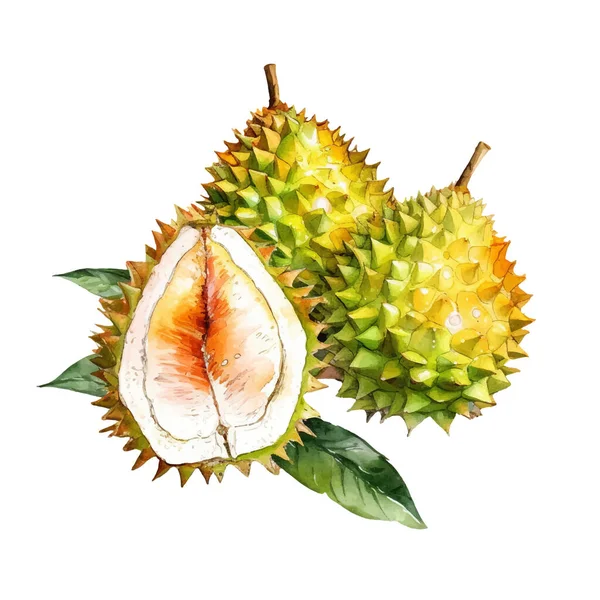 Akvarell Durian Fruit Illustration Handritade Färska Livsmedel Designelement Isolerad Vit — Stock vektor