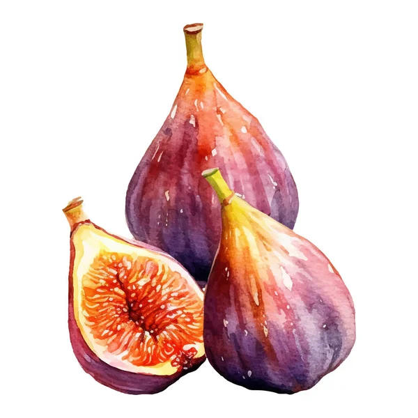 Watercolor Figs Ilustração Elemento Desenho Alimentos Frescos Desenhados Mão Isolado — Vetor de Stock
