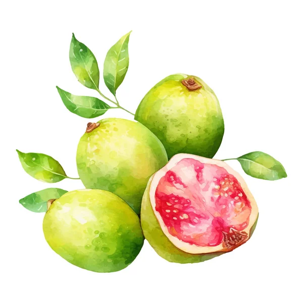 Akvarell Guava Illustration Handritade Färska Livsmedel Designelement Isolerad Vit Bakgrund — Stock vektor