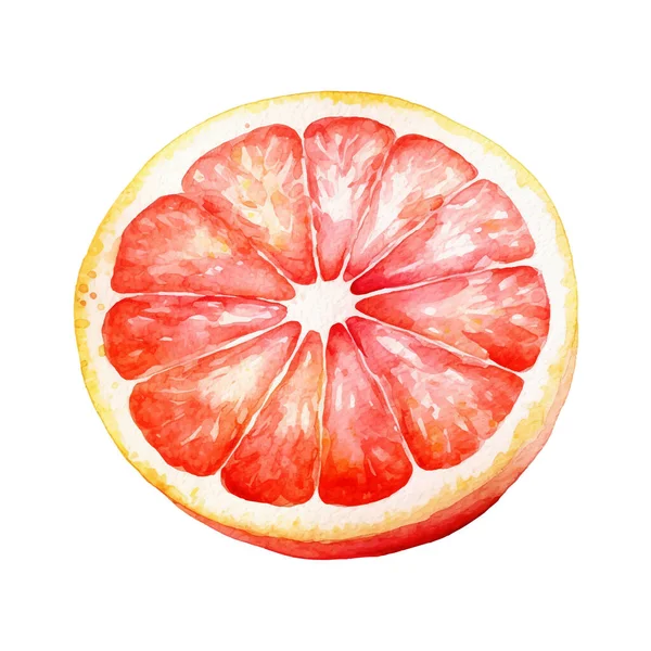 水彩グレープフルーツイラスト 白を基調とした手描きの生鮮食品のデザイン要素 — ストックベクタ