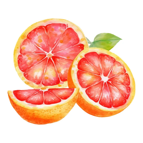 Watercolor Grapefruit Illustration Hand Drawn Fresh Food Design Element Isolated — Stock Vector
