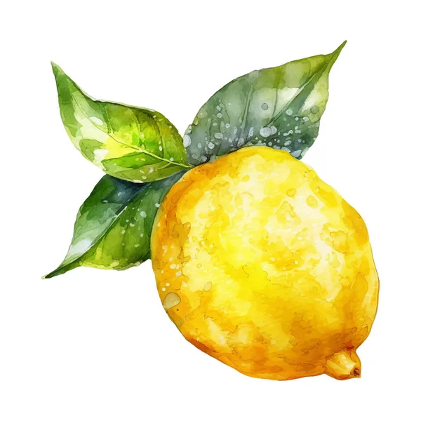 水彩画柠檬图解 在白色背景下隔离的手绘新鲜食物设计元素 — 图库矢量图片