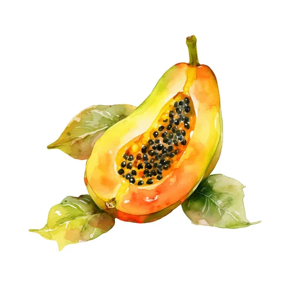 Watercolor Papaya Illustration Hand Drawn Fresh Food Design Element Isolated — Stock Vector