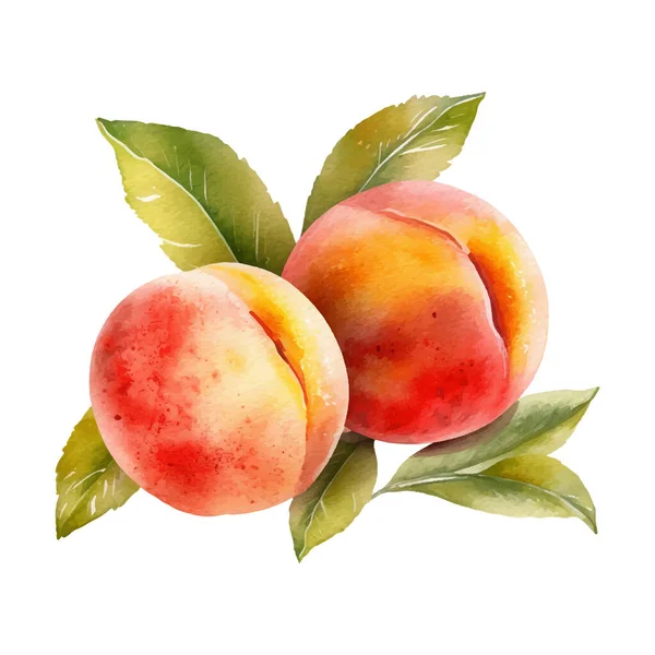 Watercolor Peach Illustration Hand Drawn Fresh Food Design Element Isolated — Stock Vector