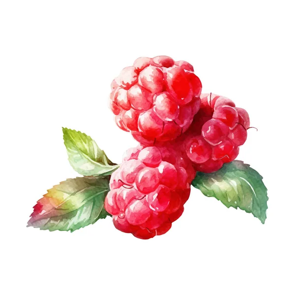 Acuarela Raspberry Illustration Elemento Diseño Alimentos Frescos Dibujados Mano Aislados — Vector de stock