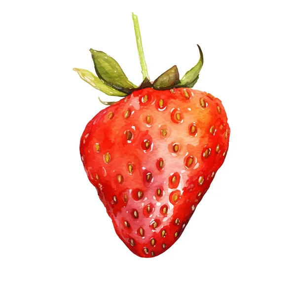 Aquarell Erdbeer Illustration Handgezeichnetes Designelement Für Frische Lebensmittel Isoliert Auf — Stockvektor