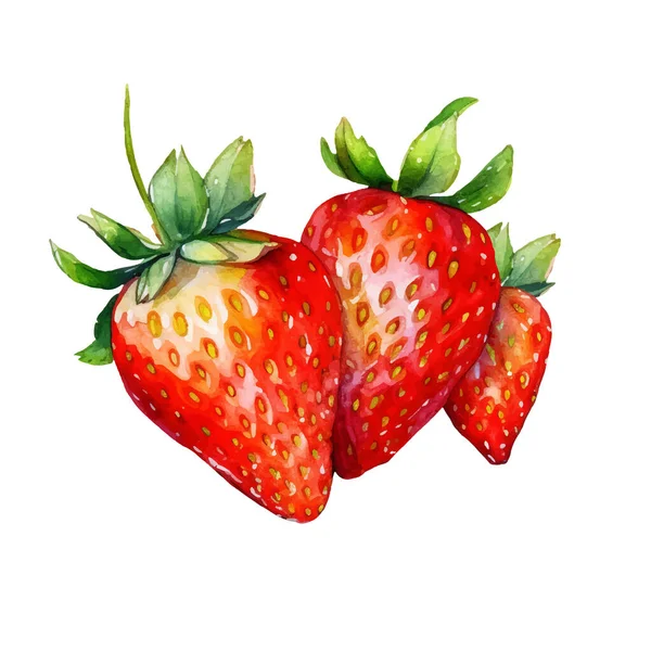Aquarell Erdbeeren Illustration Handgezeichnetes Designelement Für Frische Lebensmittel Isoliert Auf — Stockvektor