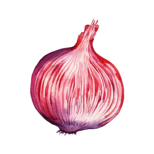 Aquarelle Tranche Oignon Rouge Illustration Élément Design Aliments Frais Dessiné — Image vectorielle