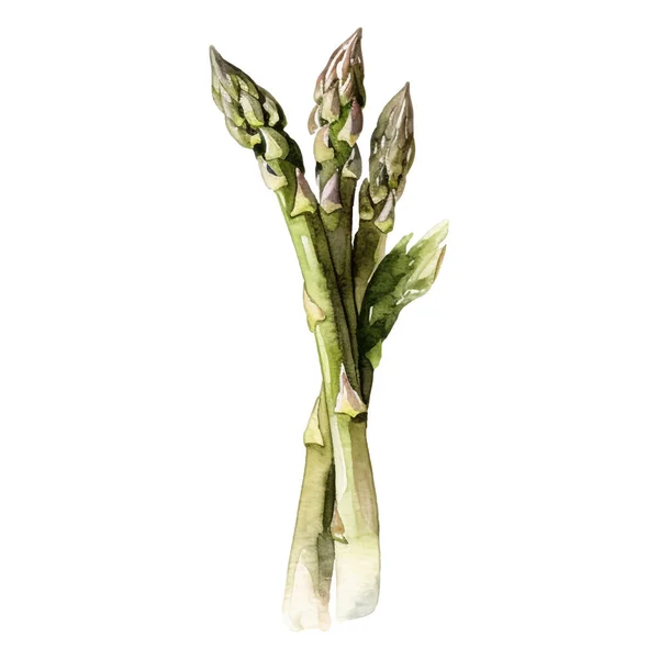 水彩アスパラガスイラスト 白を基調とした手描きの生鮮食品のデザイン要素 — ストックベクタ