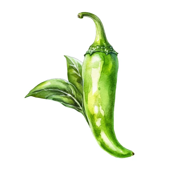 Akvarell Zöld Chili Paprika Illusztráció Kézzel Rajzolt Friss Élelmiszer Tervezési — Stock Vector