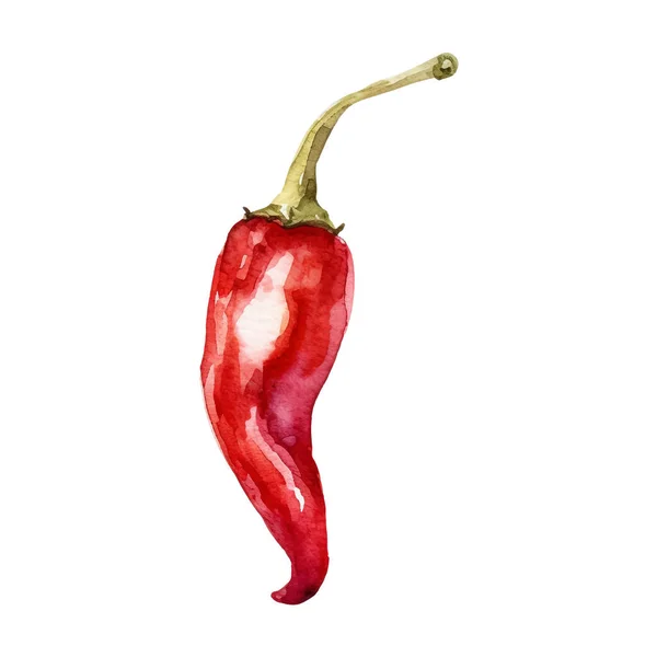 Aquarel Rode Chili Peper Illustratie Handgetekende Verse Levensmiddelen Design Element — Stockvector