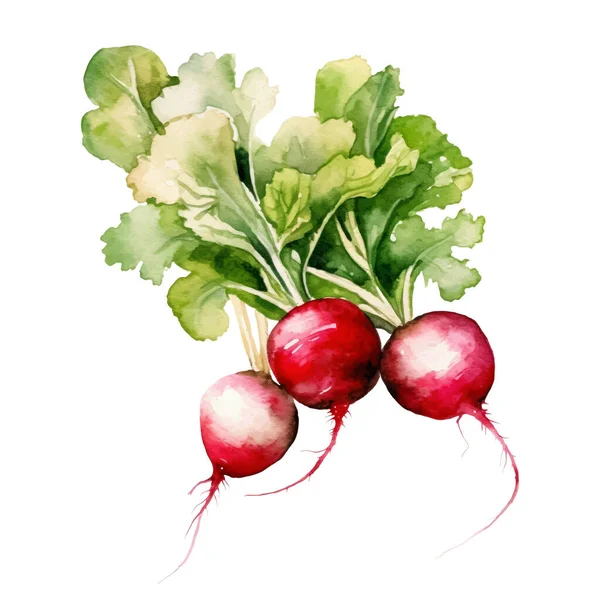 Acuarela Radish Illustration Elemento Diseño Alimentos Frescos Dibujados Mano Aislados — Vector de stock