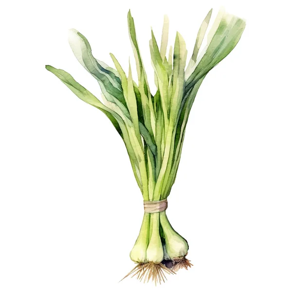Acuarela Cebolla Verde Ilustración Elemento Diseño Alimentos Frescos Dibujados Mano — Vector de stock