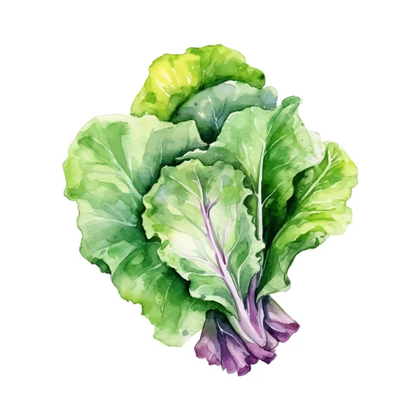 Acuarela Lechuga Ilustración Elemento Diseño Alimentos Frescos Dibujados Mano Aislados — Vector de stock