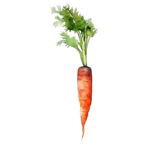 Akvarel Mrkev Ilustrace Ručně Kreslené Čerstvé Potraviny Designový Prvek Izolované — Stockový vektor