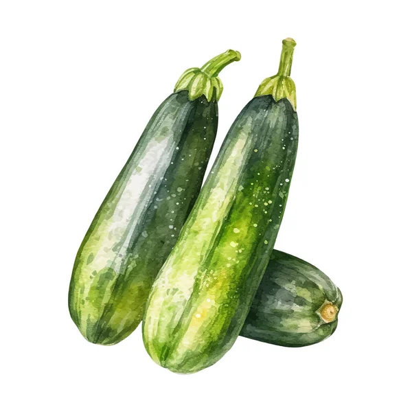Watercolor Zucchini Ilustração Elemento Desenho Alimentos Frescos Desenhados Mão Isolado — Vetor de Stock