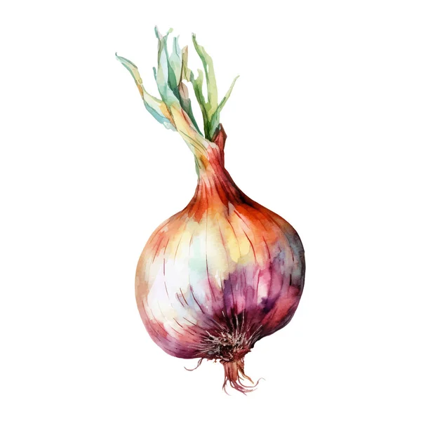 Watercolor Onion Illustration Elemen Rancangan Makanan Segar Yang Digambar Dengan - Stok Vektor