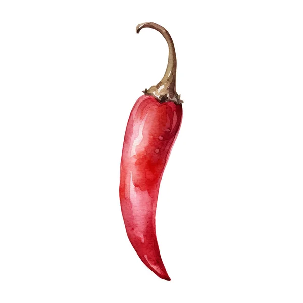 水彩赤唐辛子イラスト 白を基調とした手描きの生鮮食品のデザイン要素 — ストックベクタ