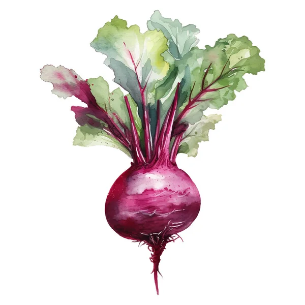 Acuarela Beetroot Illustration Elemento Diseño Alimentos Frescos Dibujados Mano Aislados — Archivo Imágenes Vectoriales