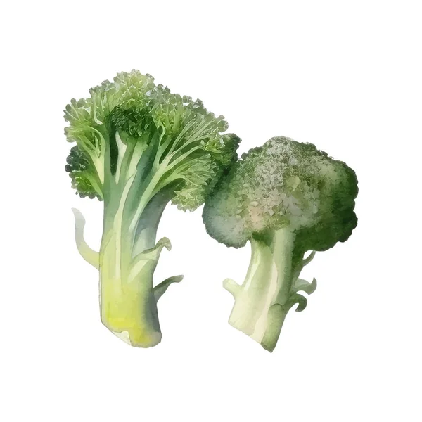 Watercolor Broccoli Ilustração Elemento Desenho Alimentos Frescos Desenhados Mão Isolado — Vetor de Stock