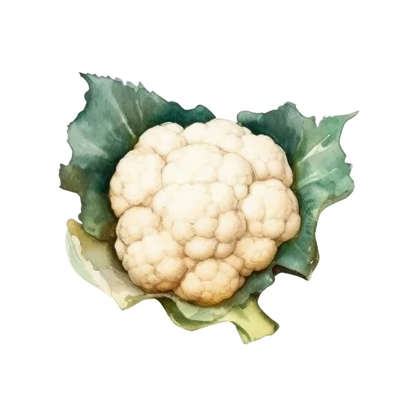 Watercolor Cauliflower Illustration 배경에 손으로 디자인 — 스톡 벡터