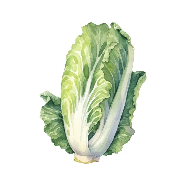 Watercolor Napa Cabbage Illustration Hand Drawn Fresh Food Design Element — Stock Vector