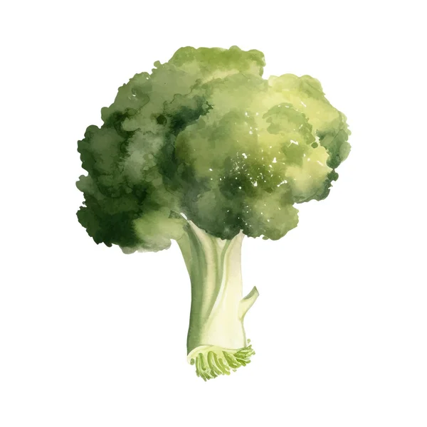 Acuarela Brócoli Ilustración Elemento Diseño Alimentos Frescos Dibujados Mano Aislados — Vector de stock