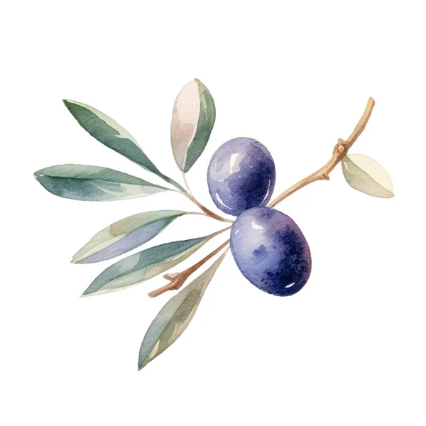 Acquerello Olive Illustrazione Elemento Design Fresco Disegnato Mano Isolato Sfondo — Vettoriale Stock