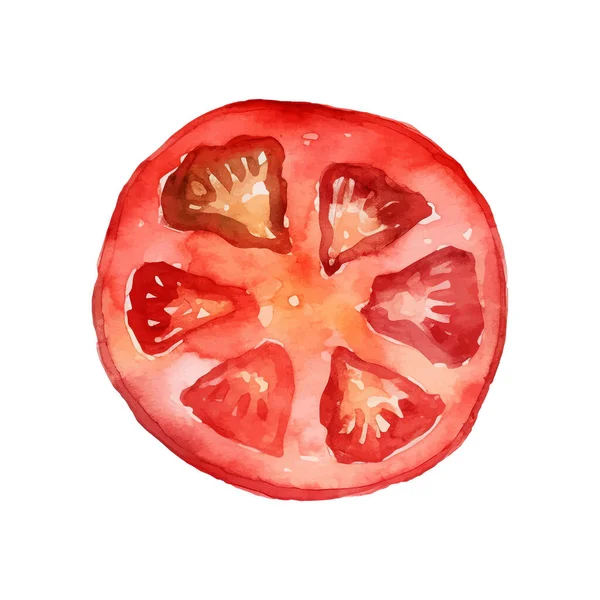 수채화 Tomato Illustration 배경에 손으로 디자인 — 스톡 벡터