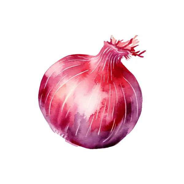 Akwarela Czerwona Cebula Ilustracja Ręcznie Rysowany Element Wzornictwa Świeżej Żywności — Wektor stockowy