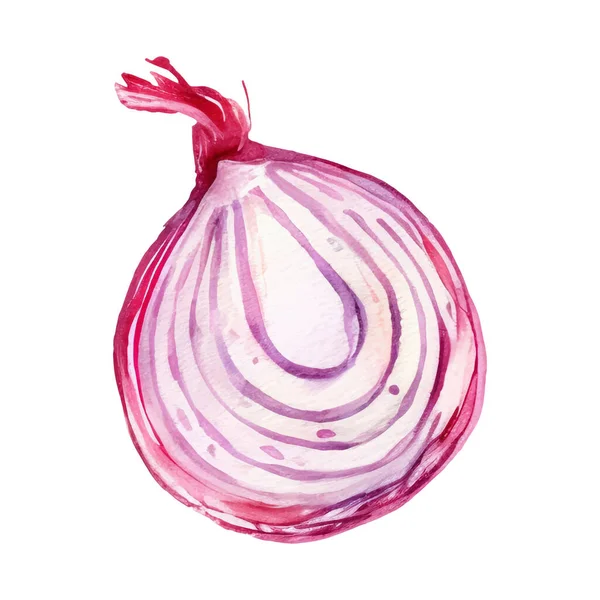 Watercolor Red Onion Slice Illustration Hand Drawn Fresh Food Design — Stock Vector