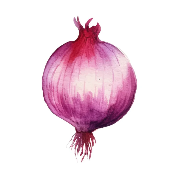Aquarelle Illustration Oignon Rouge Élément Design Aliments Frais Dessiné Main — Image vectorielle