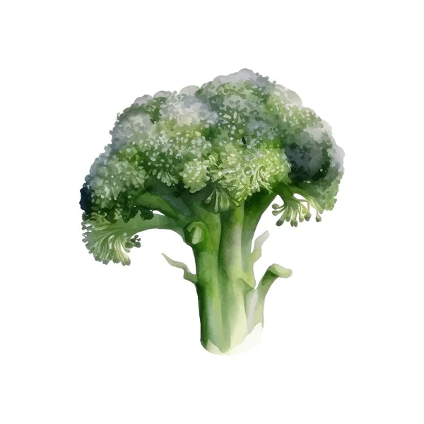 Watercolor Broccoli Ilustração Elemento Desenho Alimentos Frescos Desenhados Mão Isolado —  Vetores de Stock