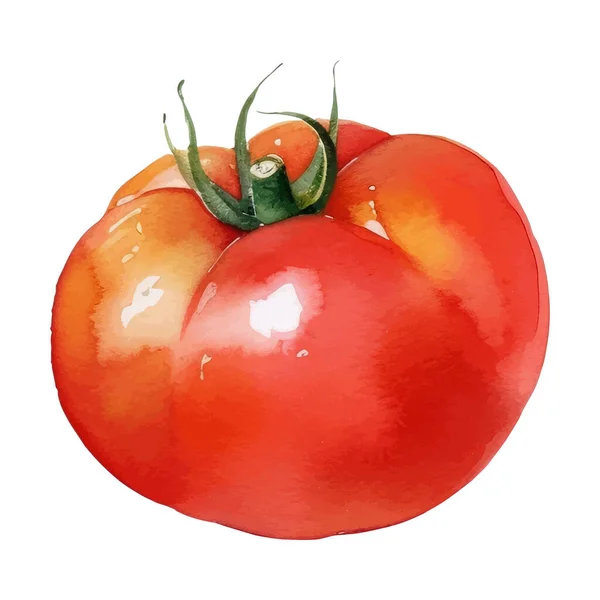 Akwarelowa Ilustracja Pomidora Ręcznie Rysowany Element Wzornictwa Świeżej Żywności Izolowany — Wektor stockowy