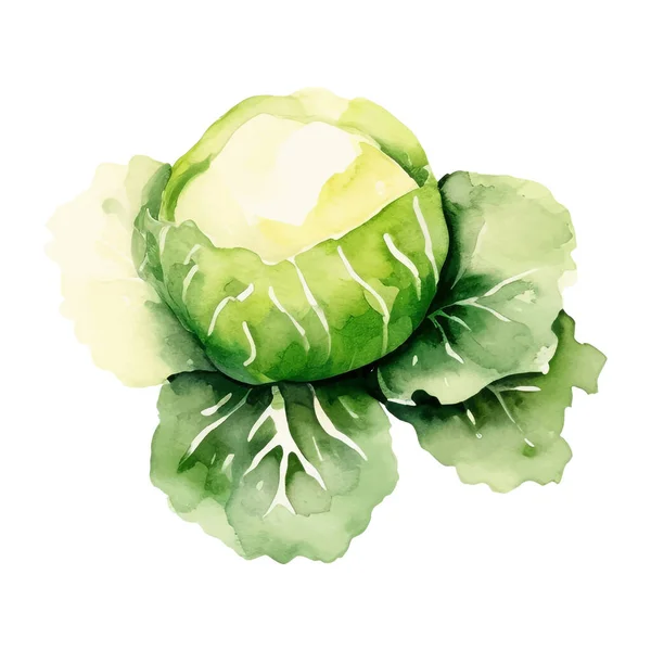 水彩のキャベツイラスト 白を基調とした手描きの生鮮食品のデザイン要素 — ストックベクタ