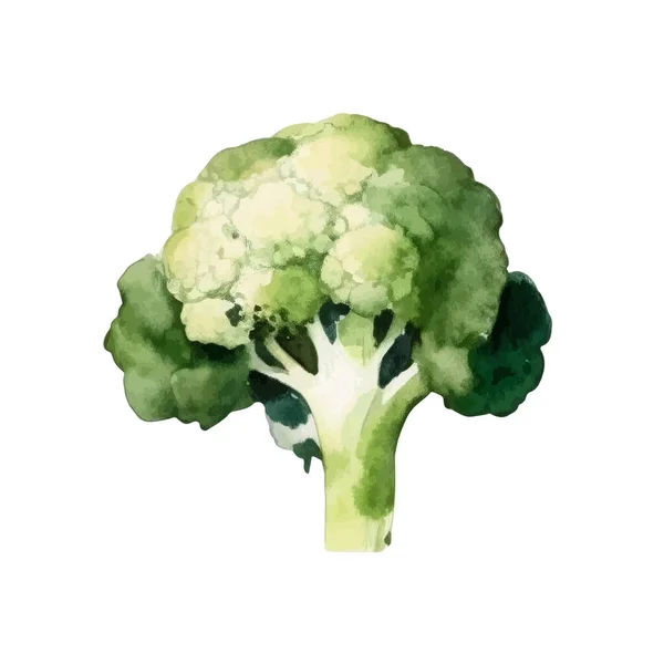 Acuarela Brócoli Ilustración Elemento Diseño Alimentos Frescos Dibujados Mano Aislados — Vector de stock
